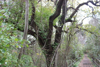 Parco Cosentini